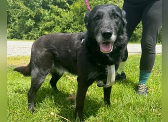 OldLady Gita ♥️ die pure Herzenshündin