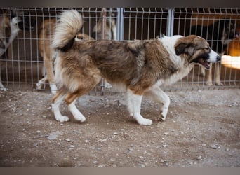 Lebensfroher Jonesy sucht Zuhause