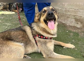 Familien-Mix-Rüde ♥Marco♥ ein Herz von Hund; liebt auch Kinder und Katzen