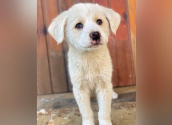 Nacho, geb. ca. 03/2026 , lebt in GRIECHENLAND, auf einer privaten Pflegestelle