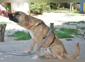 ♥ Mephisto ♥ aktiv - schmusig = Familienhund