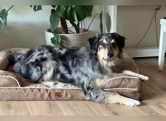 Sensibler Jungrüde ♥BALU♥ wartet schon in 59174 Kamen auf seine Für-Immer-Menschen