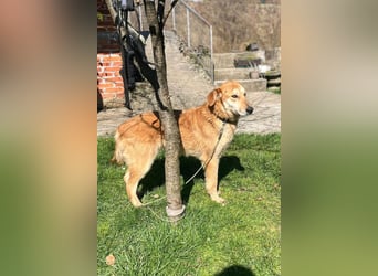 Zuckerschnute Cody ❤️ rundum sozial + so freundlich!
