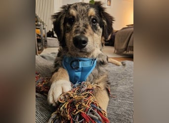 Sensibler Jungrüde ♥BALU♥ wartet bereits in 59174 Kamen auf seine eigene Familie