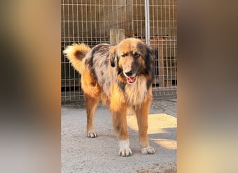 Bogo ♥️ ungeschliffener Schatz auf 4Pfoten