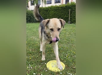 Feiner ♥Flinn♥ wartet bereits in 65191 Wiesbaden auf seine Für-Immer-Familie