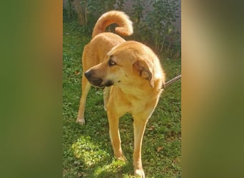 Schöne ♥ Stella ♥ aktiv und lieb, auch besonders zu Kindern