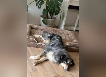 Sensibler Jungrüde ♥BALU♥ wartet schon in 59174 Kamen auf seine Für-Immer-Menschen