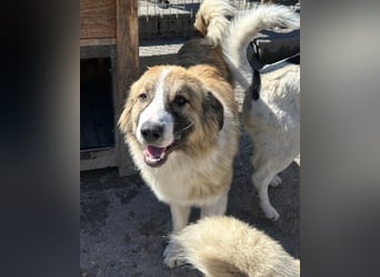 Lebensfroher Jonesy sucht Zuhause