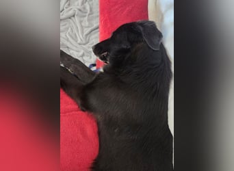 Sienna - fröhlicher Schäfi-Mix, wartet bereits in 45289 Essen