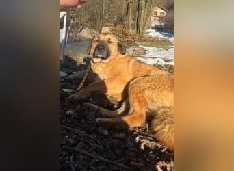 Bub ♥Buddy♥ verschmust und kinderlieb
