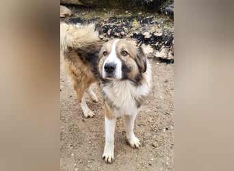 Lebensfroher Jonesy sucht Zuhause