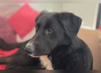 Sienna - fröhlicher Schäfi-Mix, wartet bereits in 45289 Essen