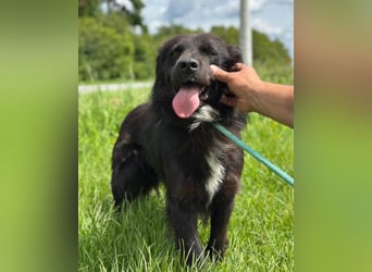 Morach ❤️ sanfter & so lieber Hundeschatz