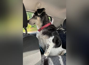 Liebster OldBoy ♥Rocky♥ wartet in 21640 Bliedersdorf auf sein so verdientes Lebensglück