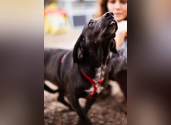 Pointer-Mix-Lady Daria: ein Herz aus Fell