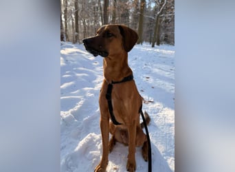 Notfell LASKO❤️in 22559 Hamburg, dringend Not-PS oder Für-Immer-Zuhause gesucht