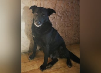 Megi ❤️ herzliche, sanfte Hunde-Seniorin