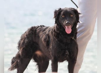 Noa ❤️ freundlich + super aufgeschlossen + katzenverträgl.!