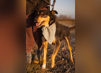 Schatz Teri: sehr freundlicher Gefährte