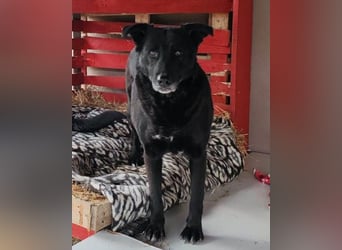 Megi ❤️ herzliche, sanfte Hunde-Seniorin