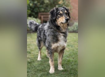 Sensibler Jungrüde ♥BALU♥ wartet schon in 59174 Kamen auf seine Für-Immer-Menschen