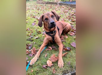 Notfell LASKO❤️in 22559 Hamburg, dringend Für-Immer-Zuhause gesucht