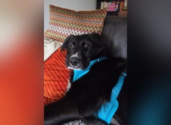 Sienna - fröhlicher Schäfi-Mix, wartet bereits in 45289 Essen