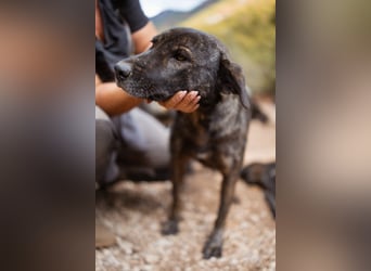 Goldstück  Daisy - eine wundervolle Seele von Hündin