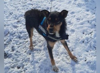 Schatz Teri: sehr freundlicher Gefährte