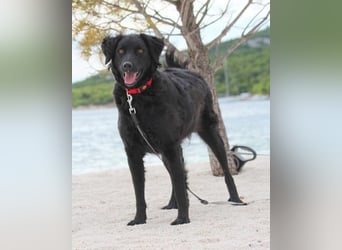 Noa ❤️ freundlich + super aufgeschlossen + katzenverträgl.!