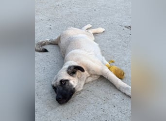 HSH-Mix LULU❤️ lebensfrohes Hundemädchen sucht dringend ein liebevolles Zuhause!