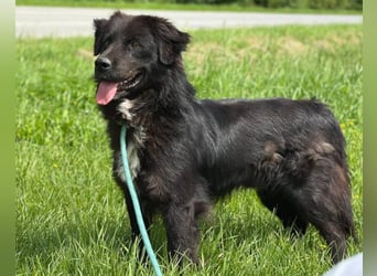 Morach ❤️ sanfter & so lieber Hundeschatz