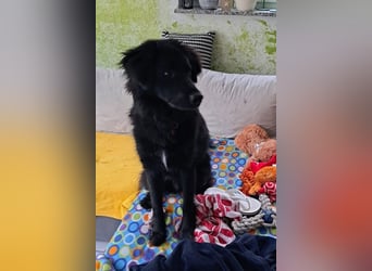JUNAK❤️bezaubernder Wuschelkopf wartet schon in 71563 Affalterbach