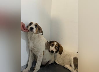 Nala ❤️ aktive, so verschmuste HSH-Mix Hündin