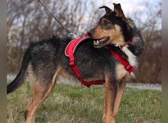 Schatz Teri: sehr freundlicher Gefährte