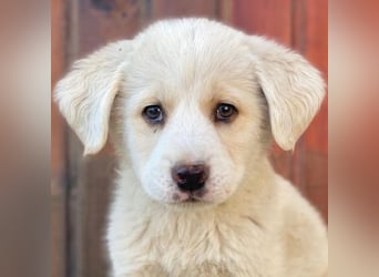 Nacho, geb. ca. 03/2026 , lebt in GRIECHENLAND, auf einer privaten Pflegestelle