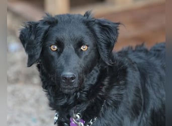 Noa ❤️ freundlich + super aufgeschlossen + katzenverträgl.!