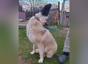 ♥Fly♥ eine herzliche, treue Fellfreundin