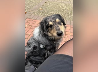 Sensibler Jungrüde ♥BALU♥ wartet schon in 59174 Kamen auf seine Für-Immer-Menschen