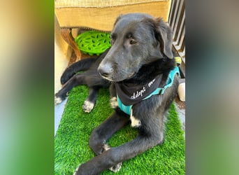 Cosmo - junger charmanter Schäfi-Mix-Bub wartet bereis in 55116 Mainz