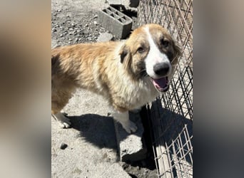 Lebensfroher Jonesy sucht Zuhause