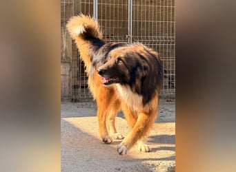 Bogo ♥️ ungeschliffener Schatz auf 4Pfoten