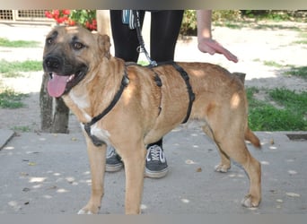 ♥ Mephisto ♥ aktiv - schmusig = Familienhund