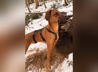 charmanter LASKO❤️in 22559 Hamburg, dringend Für-Immer-Zuhause gesucht