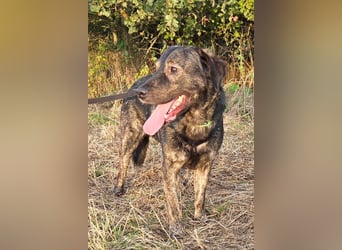SHADOW❤️sozialer Gute-Laune-Hund wartet auf Dich in 50169 Kerpen