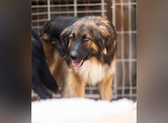 Bogo ♥️ ungeschliffener Schatz auf 4Pfoten