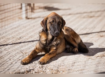 Pico ❤️ junger verschmuster, liebevoller Rüde