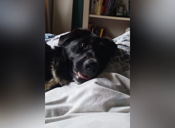 Sienna - fröhlicher Schäfi-Mix, wartet bereits in 45289 Essen