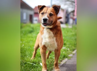 Floki ❤️ freundlich & so menschenbezogen